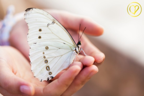 Les superstitions sur les papillons : mythes et réalités collierpersonnalise.com