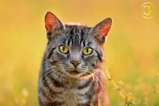 Le prénom chat: comment choisir le nom parfait pour votre félin ? collierpersonnalise.com